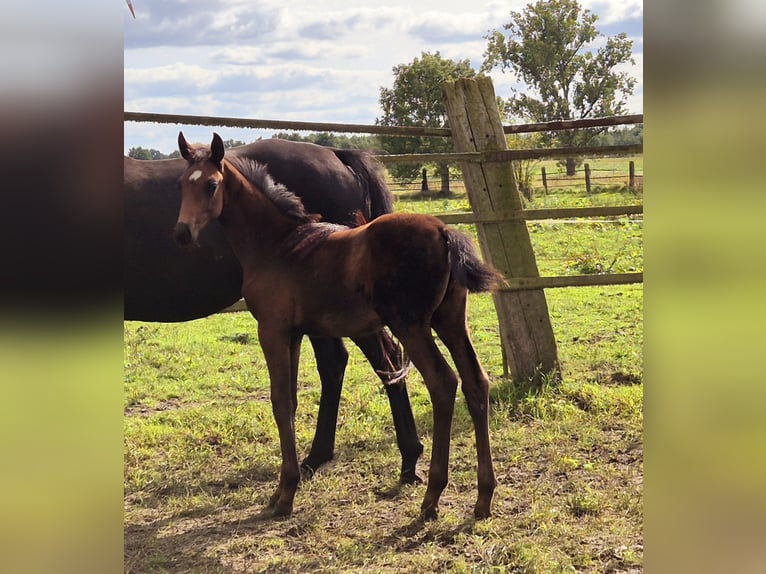 Oldenburg Stallion 1 year 16,2 hh Bay-Dark in Ehrenburg