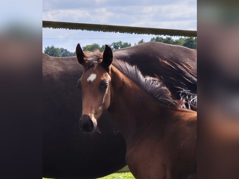 Oldenburg Stallion 1 year 16,2 hh Bay-Dark in Ehrenburg