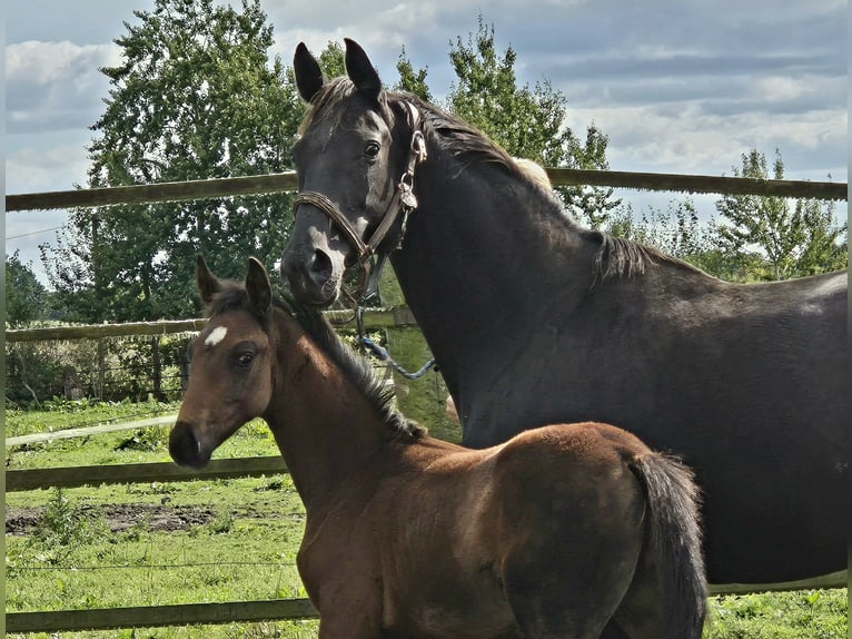 Oldenburg Stallion 1 year 16,2 hh Bay-Dark in Ehrenburg