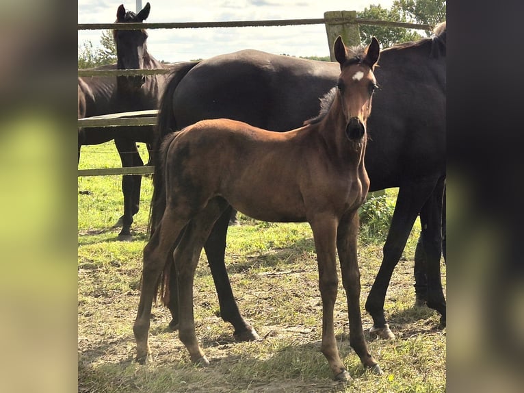 Oldenburg Stallion 1 year 16,2 hh Bay-Dark in Ehrenburg