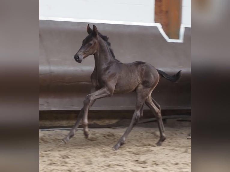 Oldenburg Stallion 1 year 16,2 hh Black in Bramsche