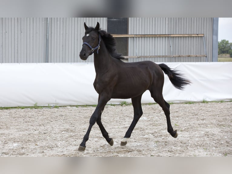 Oldenburg Stallion 1 year 16,2 hh Black in Belgern