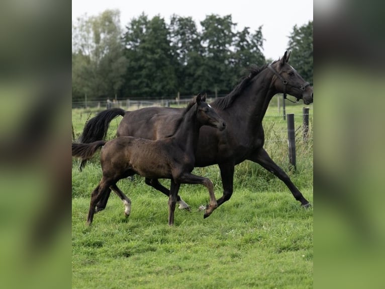 Oldenburg Stallion 1 year 16,2 hh Black in Hamburg Osdorf