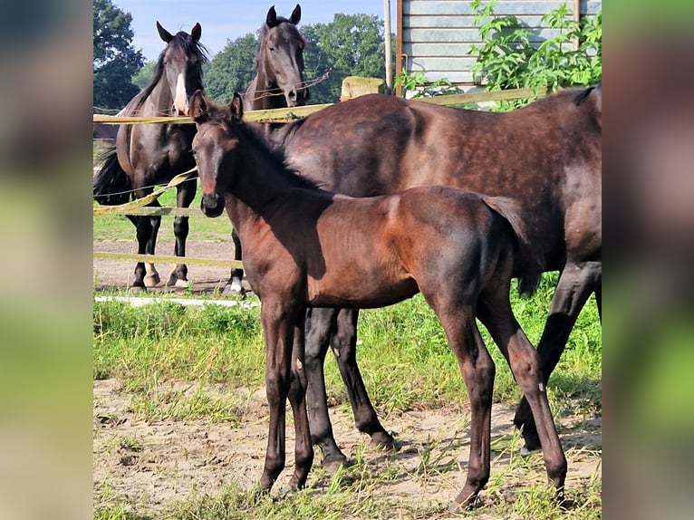 Oldenburg Stallion 1 year 16,2 hh Black in Ehrenburg