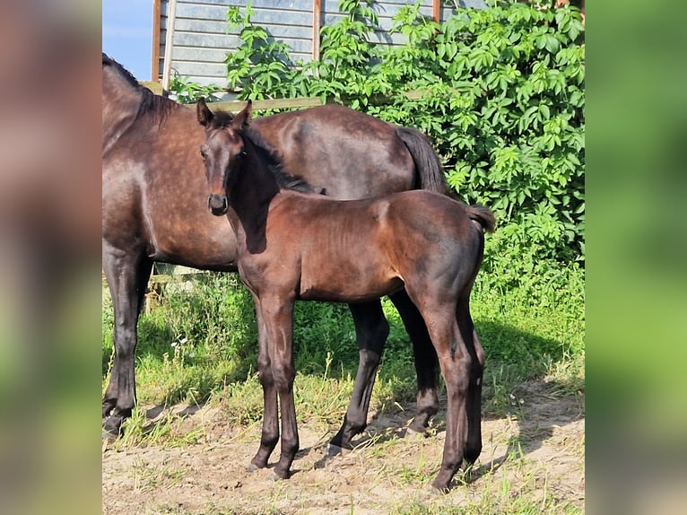 Oldenburg Stallion 1 year 16,2 hh Black in Ehrenburg