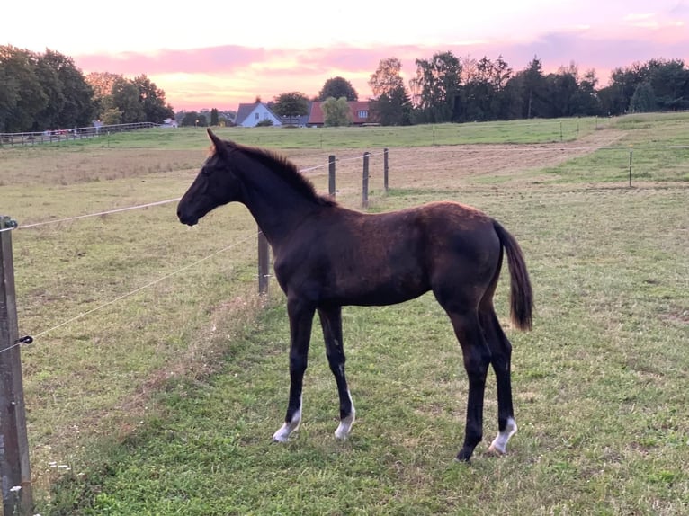 Oldenburg Stallion 1 year 16,2 hh Black in Wittendörp