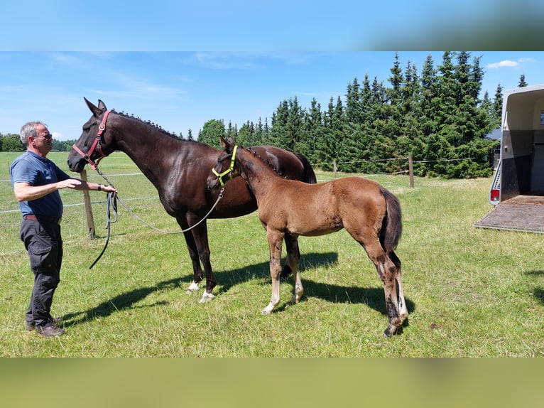 Oldenburg Stallion 1 year 16,2 hh Black in Wittendörp