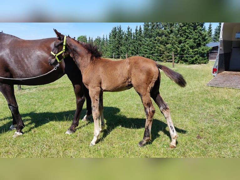 Oldenburg Stallion 1 year 16,2 hh Black in Wittendörp