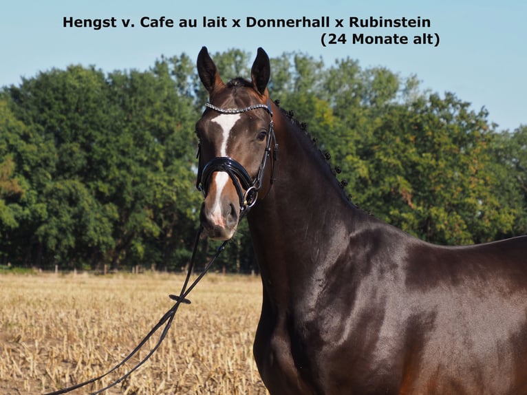 Oldenburg Stallion 1 year 16,2 hh Black in Bramsche