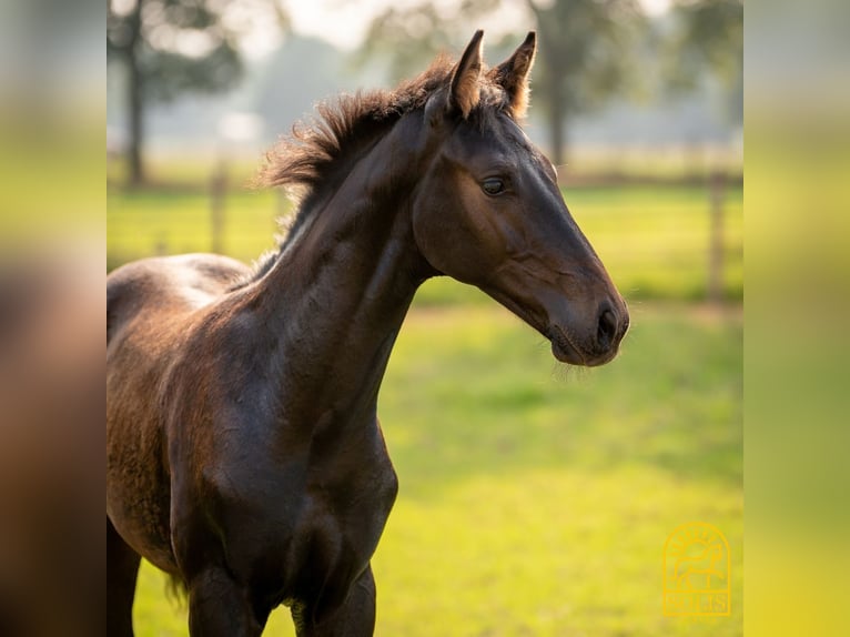 Oldenburg Stallion 1 year 16,2 hh Brown in Brecht