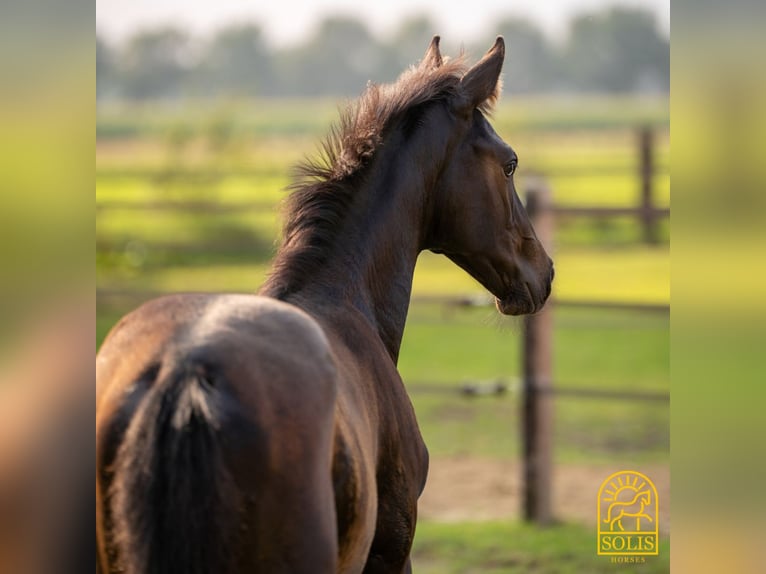 Oldenburg Stallion 1 year 16,2 hh Brown in Brecht