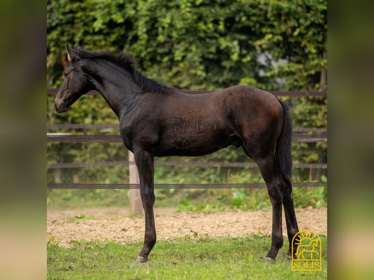 Oldenburg Stallion 1 year 16,2 hh Brown in Brecht