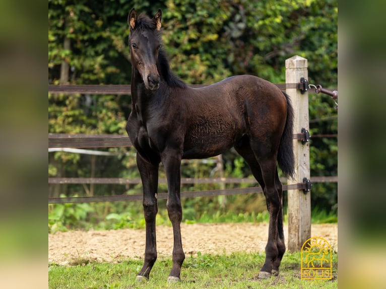 Oldenburg Stallion 1 year 16,2 hh Brown in Brecht