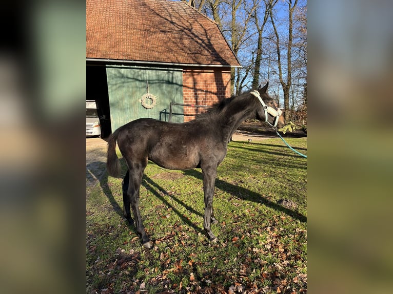 Oldenburg Stallion 1 year 16,2 hh Brown in Bassum