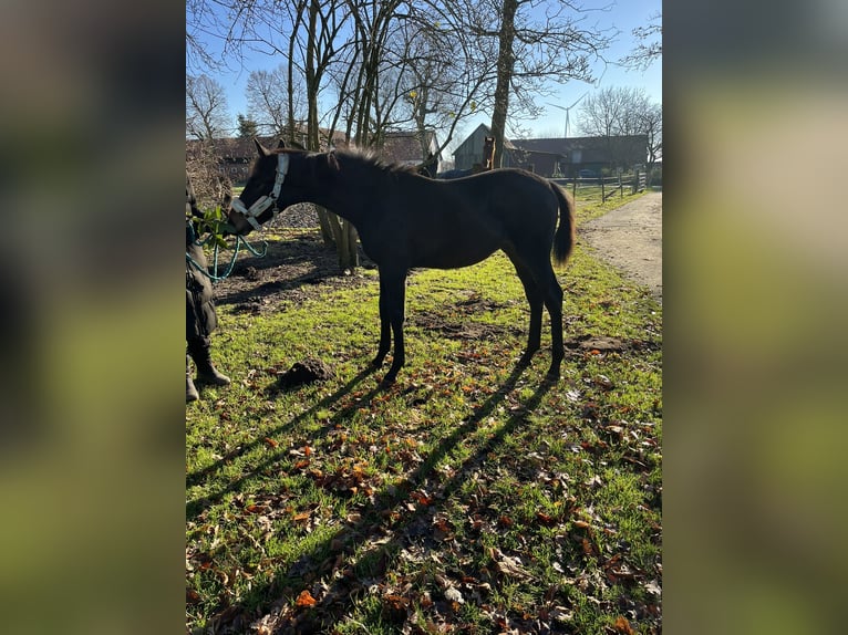 Oldenburg Stallion 1 year 16,2 hh Brown in Bassum