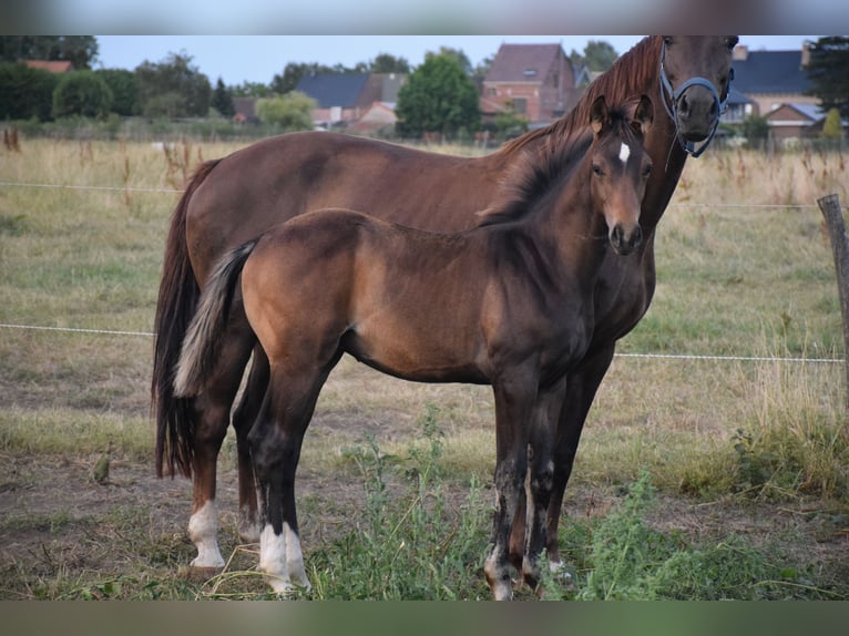 Oldenburg Stallion 1 year 16.2 hh Brown in breendonk