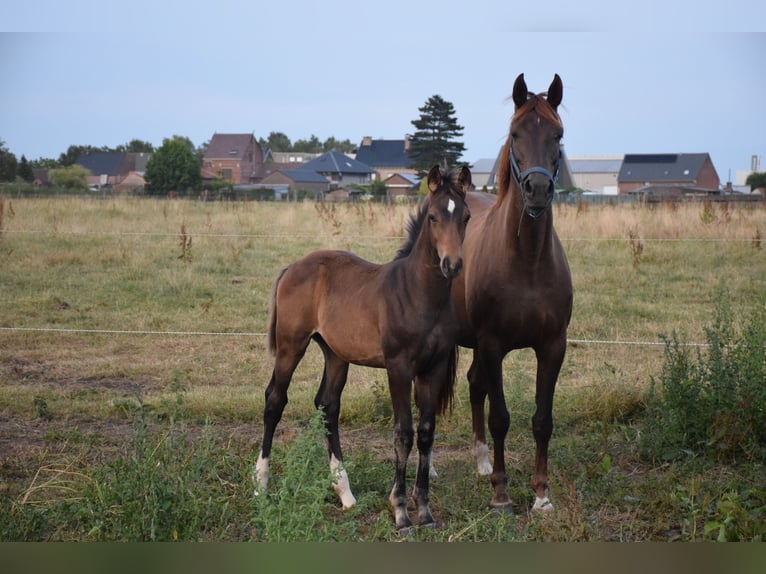 Oldenburg Stallion 1 year 16.2 hh Brown in breendonk