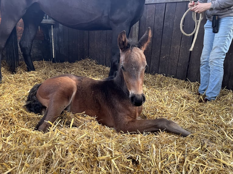 Oldenburg Stallion 1 year 16,2 hh Brown in Cloppenburg