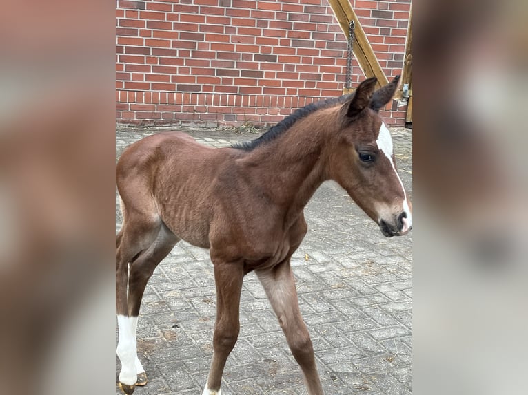 Oldenburg Stallion 1 year 16,2 hh Brown in Cloppenburg