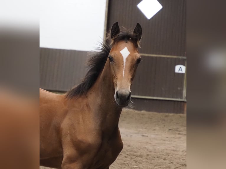 Oldenburg Stallion 1 year 16,2 hh Brown in Bramsche