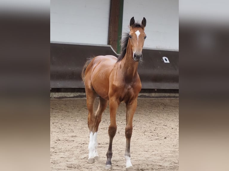 Oldenburg Stallion 1 year 16,2 hh Brown in Bramsche