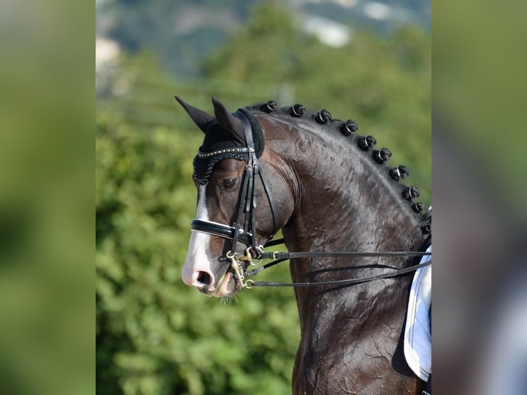 Oldenburg Stallion 1 year 16,2 hh Brown in Bramsche