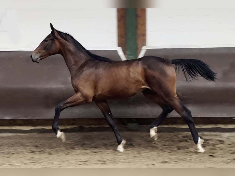 Oldenburg Stallion 1 year 16,2 hh Brown in Bramsche