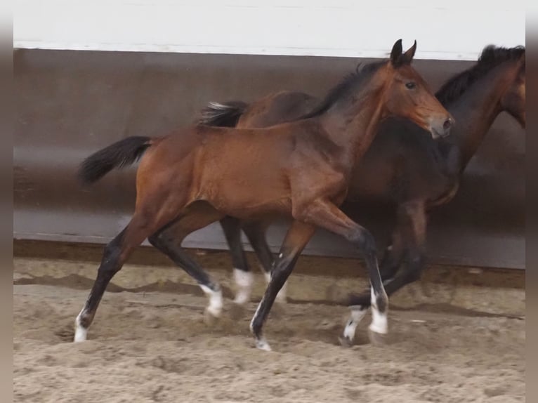 Oldenburg Stallion 1 year 16,2 hh Brown in Bramsche