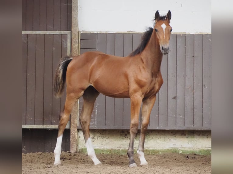 Oldenburg Stallion 1 year 16,2 hh Brown in Bramsche