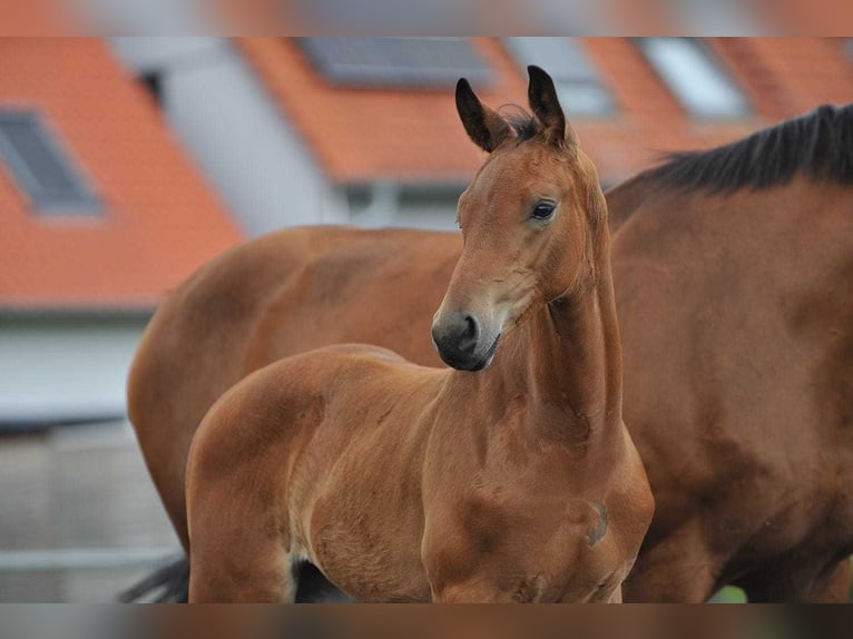 Oldenburg Stallion 1 year 16,2 hh Brown in Königsmoos