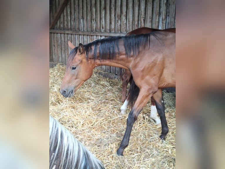 Oldenburg Stallion 1 year 16,2 hh Brown in Königsmoos