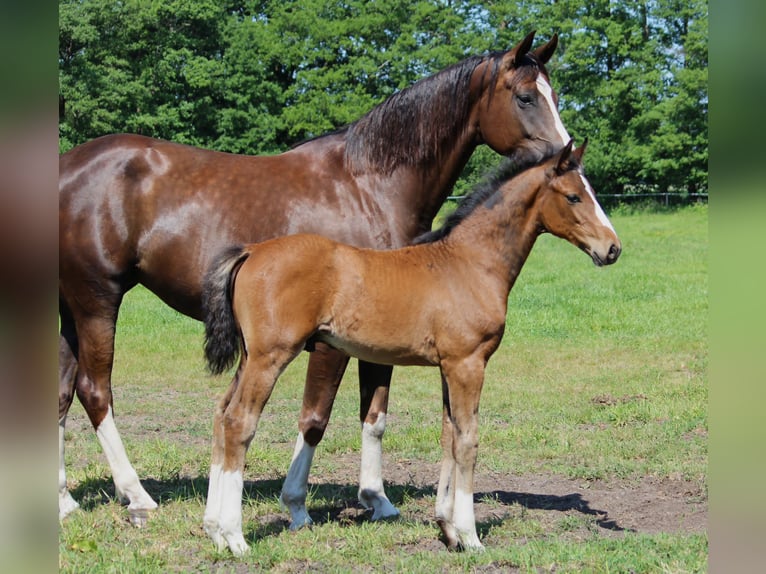 Oldenburg Stallion 1 year 16,2 hh Brown in Löningen