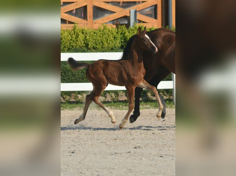 Oldenburg Stallion 1 year 16,2 hh Brown in Jordanów