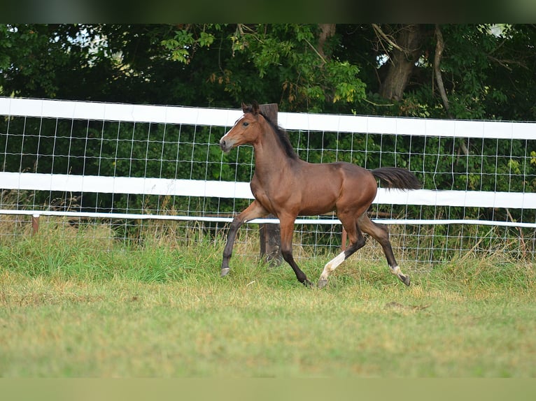 Oldenburg Stallion 1 year 16,2 hh Brown in IWNO