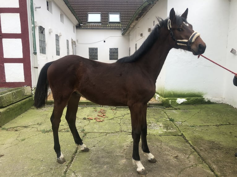 Oldenburg Stallion 1 year 16,2 hh Brown in Hiddenhausen