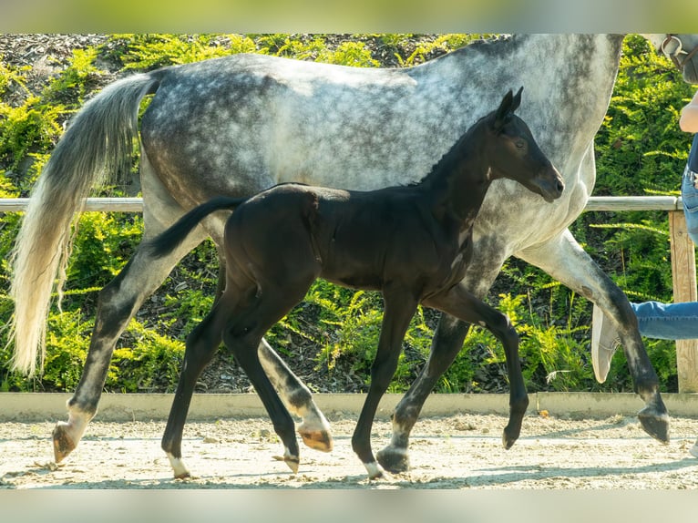 Oldenburg Stallion 1 year 16,2 hh Can be white in Wagenfeld