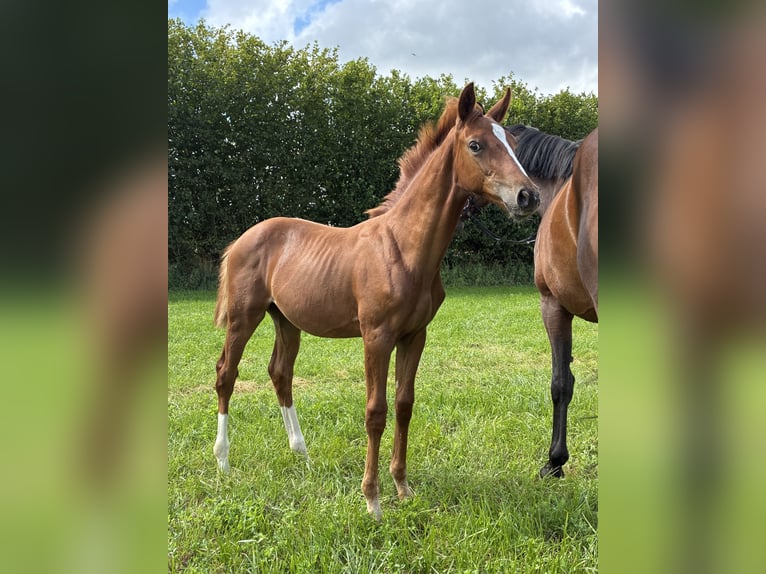 Oldenburg Stallion 1 year 16.2 hh Chestnut in Blunk