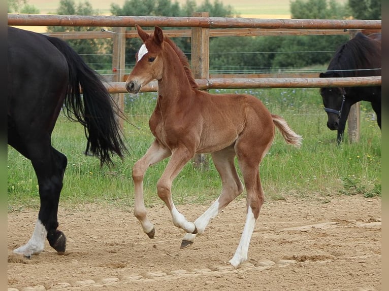 Oldenburg Stallion 1 year 16,2 hh Chestnut-Red in Groß Roge