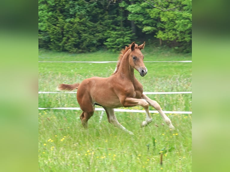 Oldenburg Stallion 1 year 16,2 hh Chestnut-Red in Rehau