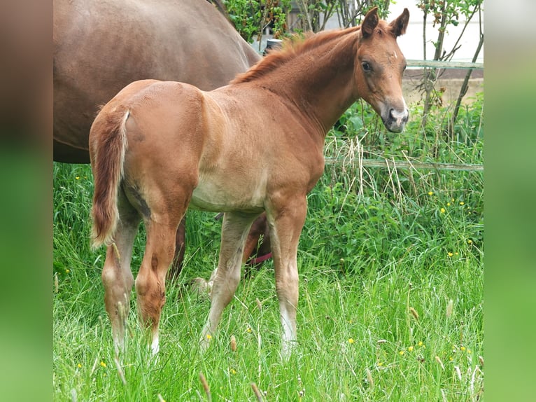 Oldenburg Stallion 1 year 16,2 hh Chestnut-Red in Rehau