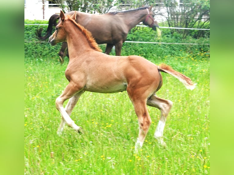 Oldenburg Stallion 1 year 16,2 hh Chestnut-Red in Rehau