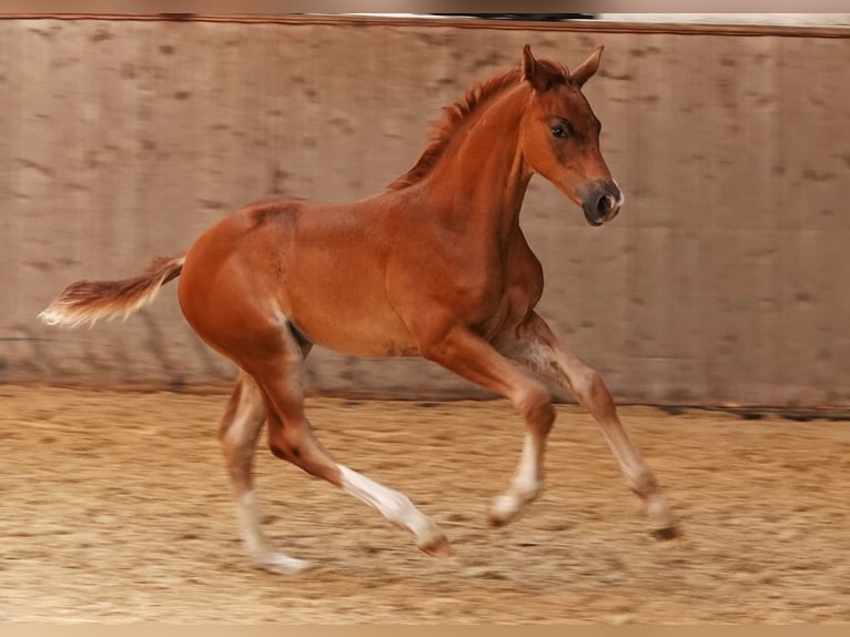 Oldenburg Stallion 1 year 16,2 hh Chestnut-Red in Rehau