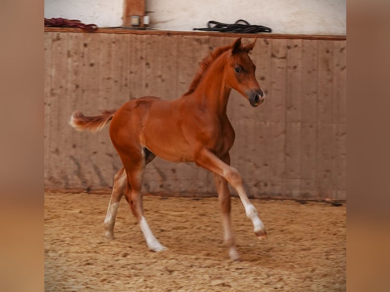 Oldenburg Stallion 1 year 16,2 hh Chestnut-Red in Rehau