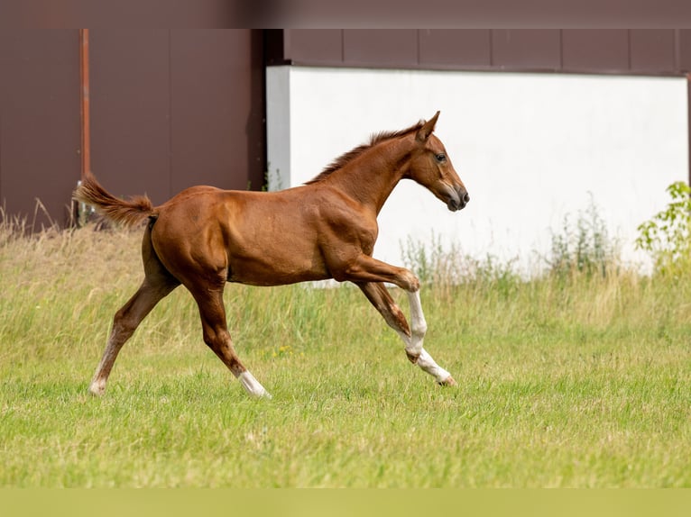 Oldenburg Stallion 1 year 16.2 hh Chestnut-Red in Radziejów