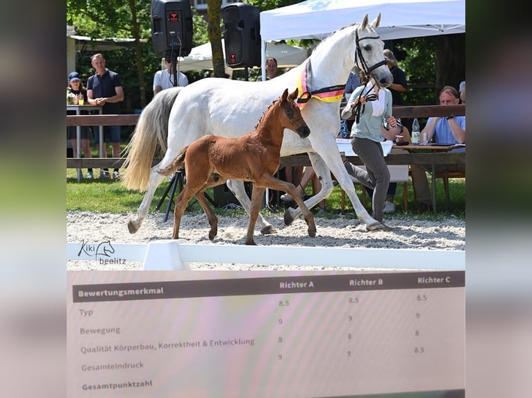 Oldenburg Stallion 1 year 16,2 hh Gray in Wilhelmshaven