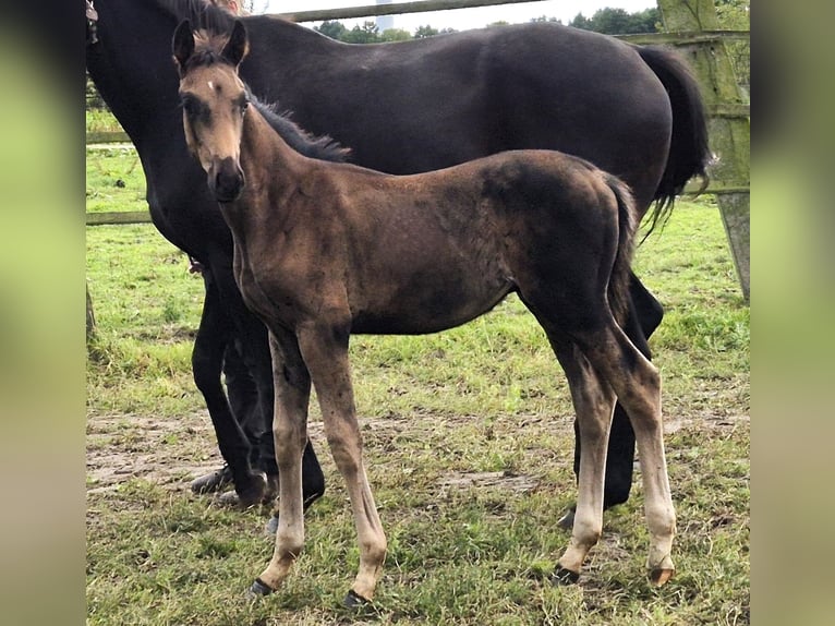 Oldenburg Stallion 1 year 16,2 hh Smoky-Black in Ehrenburg