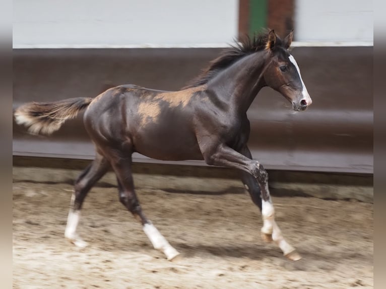 Oldenburg Stallion 1 year 16,2 hh Smoky-Black in Bramsche
