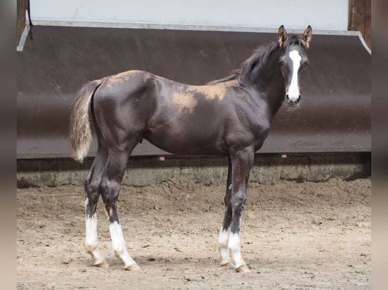 Oldenburg Stallion 1 year 16,2 hh Smoky-Black in Bramsche