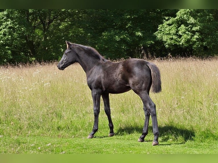 Oldenburg Stallion 1 year 16.3 hh Black in Bissendorf