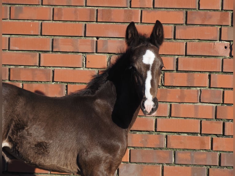 Oldenburg Stallion 1 year 16,3 hh Black in Bramsche